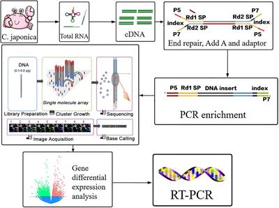 Effect of Berberine Hydrochloride Treatment on Transcriptomic Response in Gill Tissue of Charybdis japonica Infected With Aeromonas hydrophila